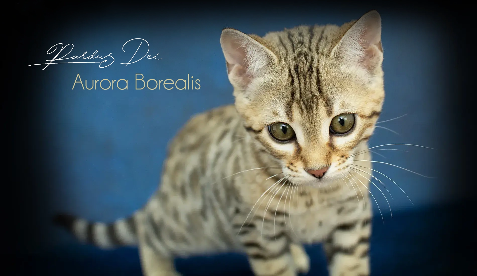 Chat Bengal